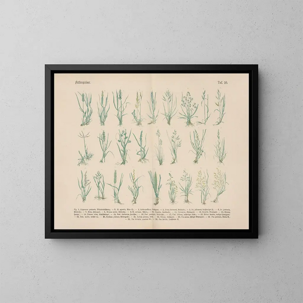 Manual pratique de botanique en mots et en images Pl10 - Carl Hoffmann — framed artwork on a wall