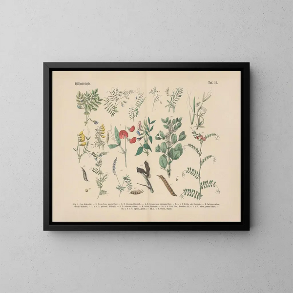 Manuel de botanique pratique en mots et en images Pl12 - Carl Hoffmann — framed artwork on a wall