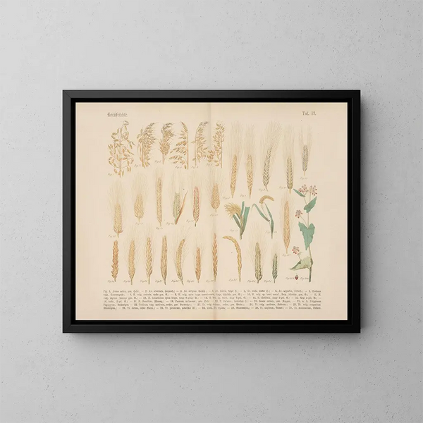 Manuel de botanique pratique en mots et en images Pl13 - Carl Hoffmann — framed artwork on a wall