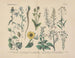 Manuel de botanique pratique en mots et en images Pl15 - Carl Hoffmann — weergave van het kunstwerk