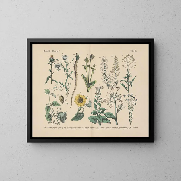 Manuel de botanique pratique en mots et en images Pl15 - Carl Hoffmann — framed artwork on a wall