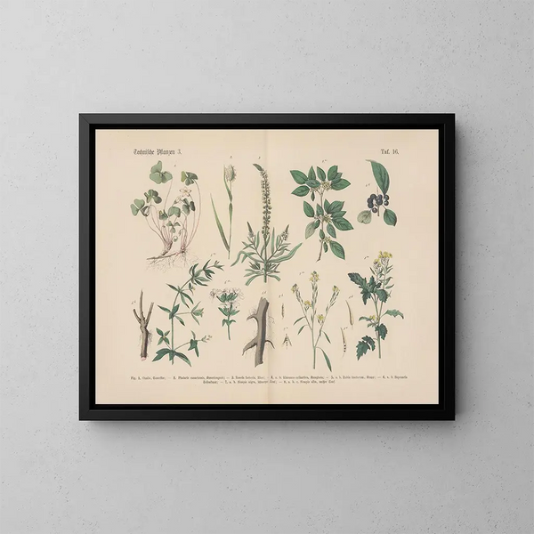 Manuel de botanique pratique en mots et en images Pl16 - Carl Hoffmann — framed artwork on a wall