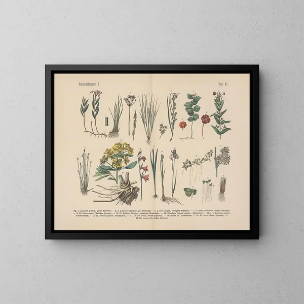 Manuel de botanique pratique en mots et en images Pl17 - Carl Hoffmann — framed artwork on a wall