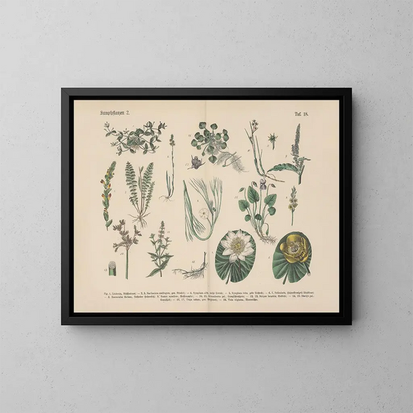 Manuel de botanique pratique en mots et en images Pl18 - Carl Hoffmann — framed artwork on a wall