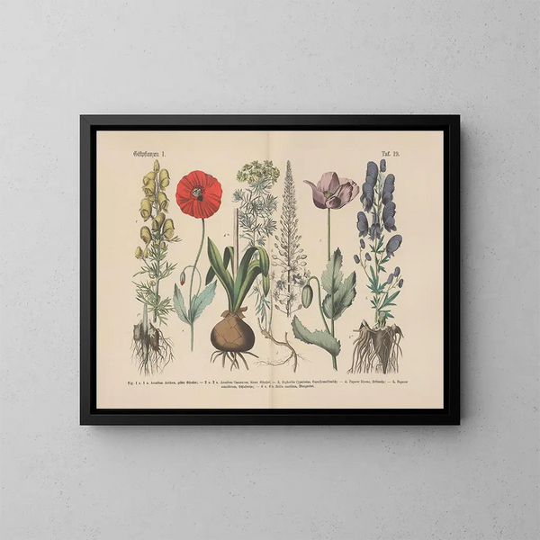 Manual pratique de botanique en mots et en images Pl19 - Carl Hoffmann — framed artwork on a wall