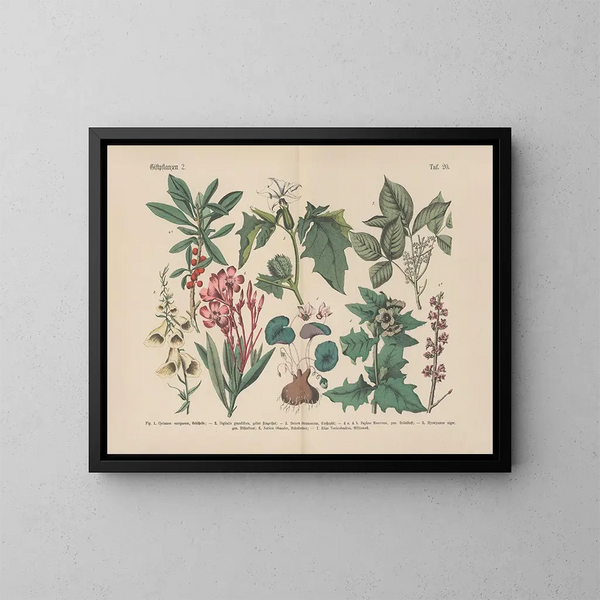 Manuel de botanique pratique en mots et en images Pl20 - Carl Hoffmann — framed artwork on a wall