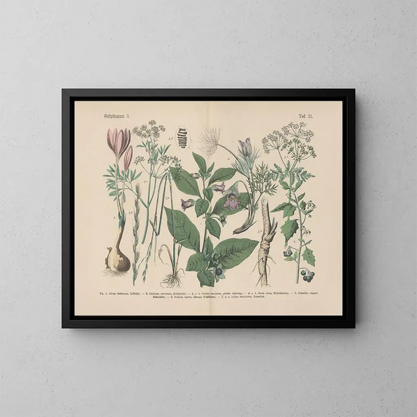 Manual of Practical Botany in Words and Images Pl21 - Carl Hoffmann — framed artwork on a wall