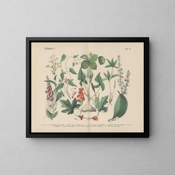 Manuel de botanique pratique en mots et en images Pl22 - Carl Hoffmann — framed artwork on a wall