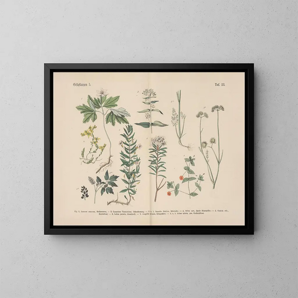 Manuel de botanique pratique en mots et en images Pl23 - Carl Hoffmann — framed artwork on a wall