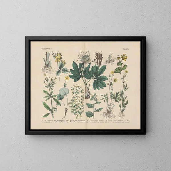 Manuel de botanique pratique en mots et en images Pl24 - Carl Hoffmann — framed artwork on a wall
