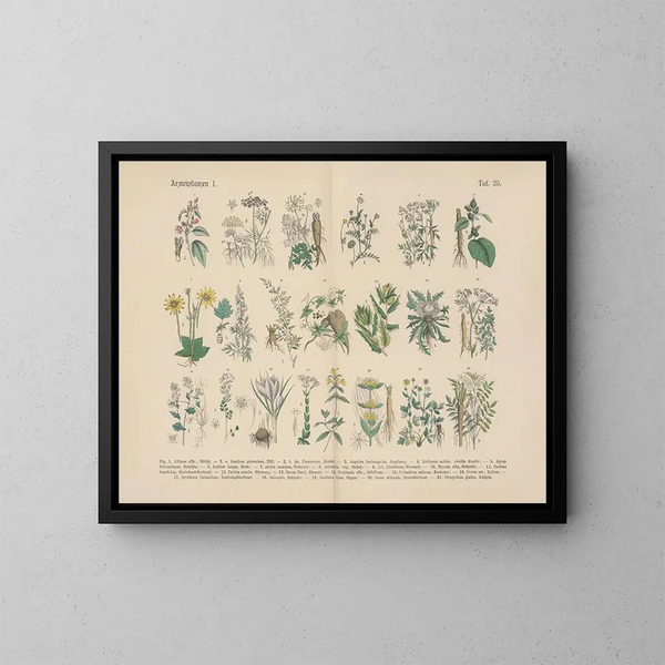 Manuel de botanique pratique en mots et en images Pl25 - Carl Hoffmann — framed artwork on a wall