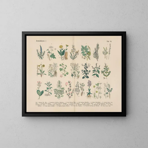Manuel de botanique pratique en mots et en images Pl26 - Carl Hoffmann — framed artwork on a wall