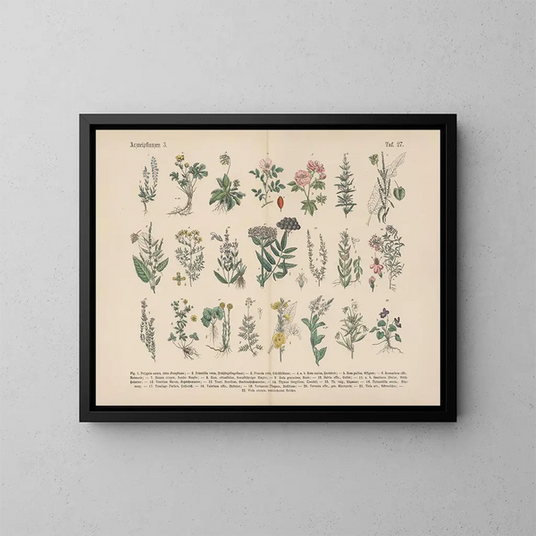 Manual pratique de botanique en mots et en images Pl27 - Carl Hoffmann — framed artwork on a wall