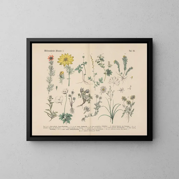 Practical Botanical Manual in words and images Pl28 - Carl Hoffmann — framed artwork on a wall