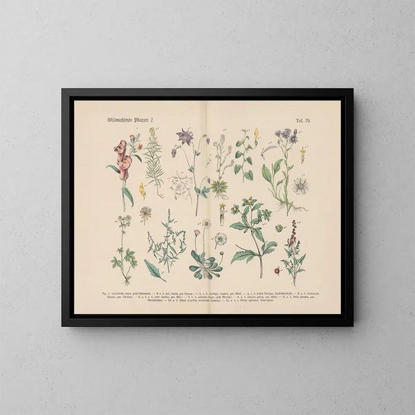 Practical Botany Manual in Words and Images Pl29 - Carl Hoffmann — framed artwork on a wall