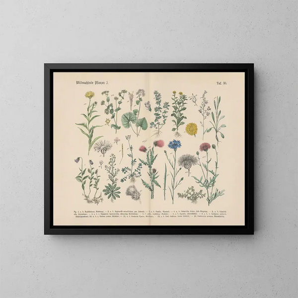 Practical Manual of Botany in Words and Images Pl30 - Carl Hoffmann — framed artwork on a wall
