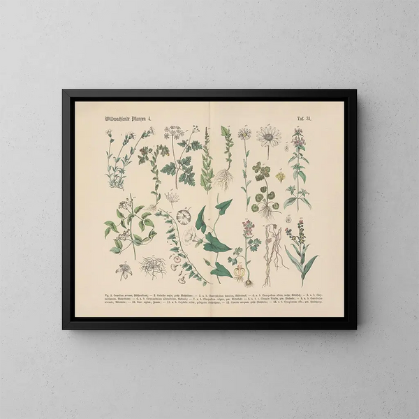 Manuel de botanique pratique en mots et en images Pl31 - Carl Hoffmann — framed artwork on a wall