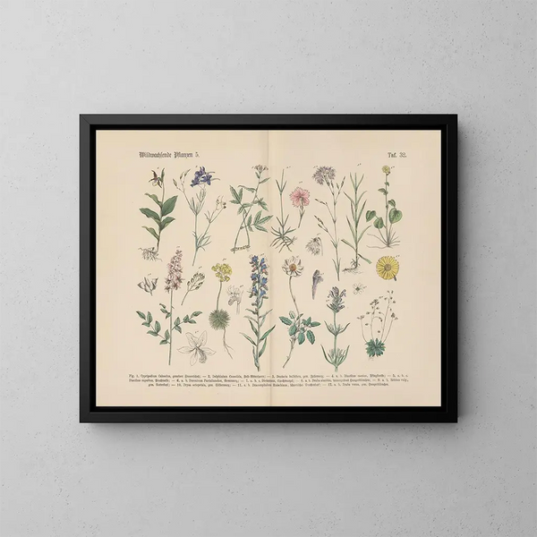 Practical Botanical Manual in words and images Pl32 - Carl Hoffmann — framed artwork on a wall
