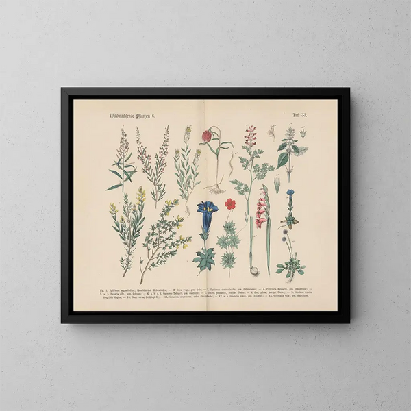 Manuel de botanique pratique en mots et en images Pl33 - Carl Hoffmann — framed artwork on a wall