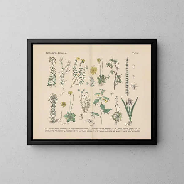 Manual pratique de botanique en mots et en images Pl34 - Carl Hoffmann — framed artwork on a wall