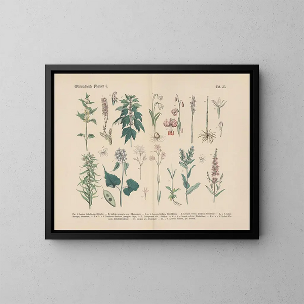 Practical manual of botany in words and images Pl35 - Carl Hoffmann — framed artwork on a wall