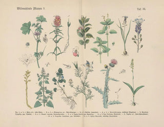 Carl Hoffmann - Lehrbuch der praktischen Pflanzenkunde in Wort und Bild Pl36.webp