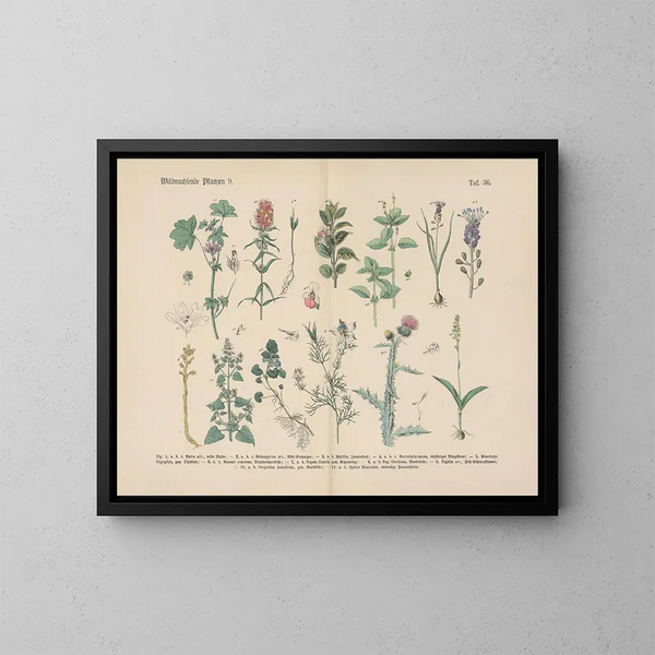 Manuel de botanique pratique en mots et en images Pl36 - Carl Hoffmann — framed artwork on a wall