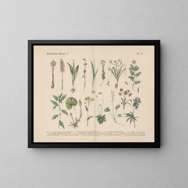 Manuel de botanique pratique en mots et en images Pl37 - Carl Hoffmann — framed artwork on a wall