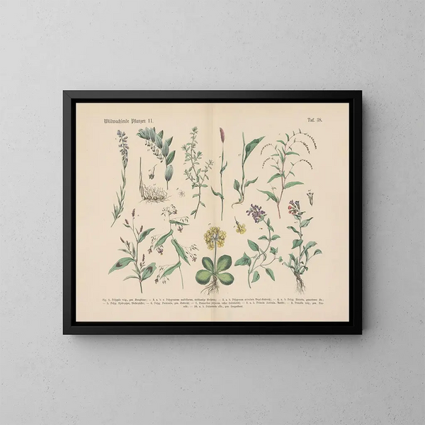 Manuel de botanique pratique en mots et en images Pl38 - Carl Hoffmann — framed artwork on a wall