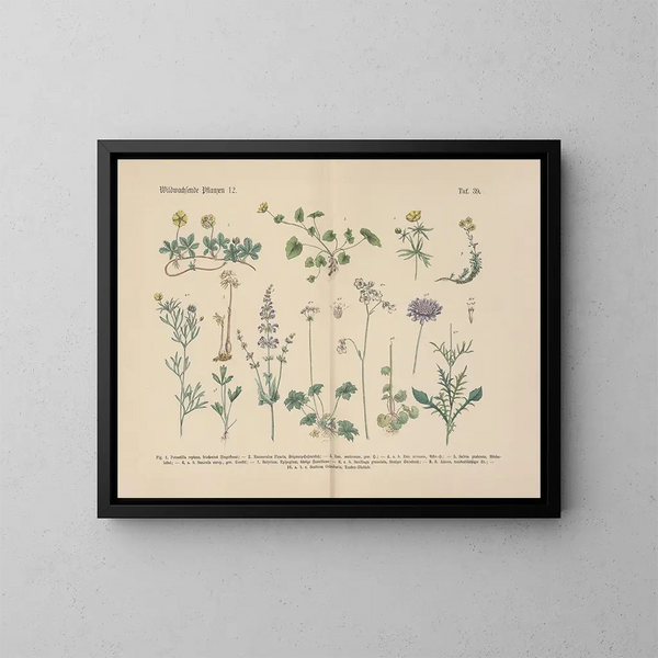 Manuel de botanique pratique en mots et en images Painting Pl39 - Carl Hoffmann — framed artwork on a wall