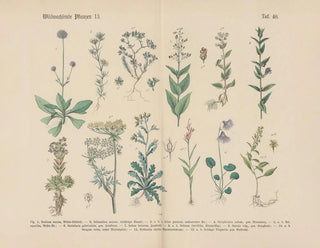 Carl Hoffmann - Lehrbuch der praktischen Pflanzenkunde in Wort und Bild Pl40.webp