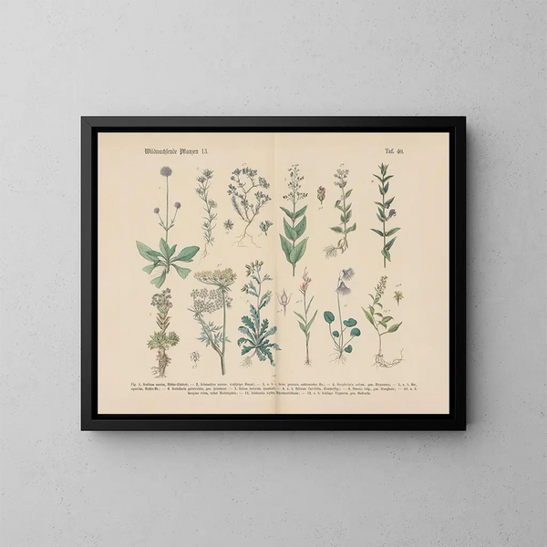 Practical Manual of Botany in Words and Images Pl40 - Carl Hoffmann — framed artwork on a wall