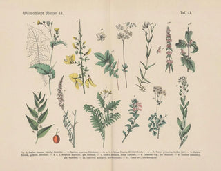 Carl Hoffmann - Lehrbuch der praktischen Pflanzenkunde in Wort und Bild Pl41.webp