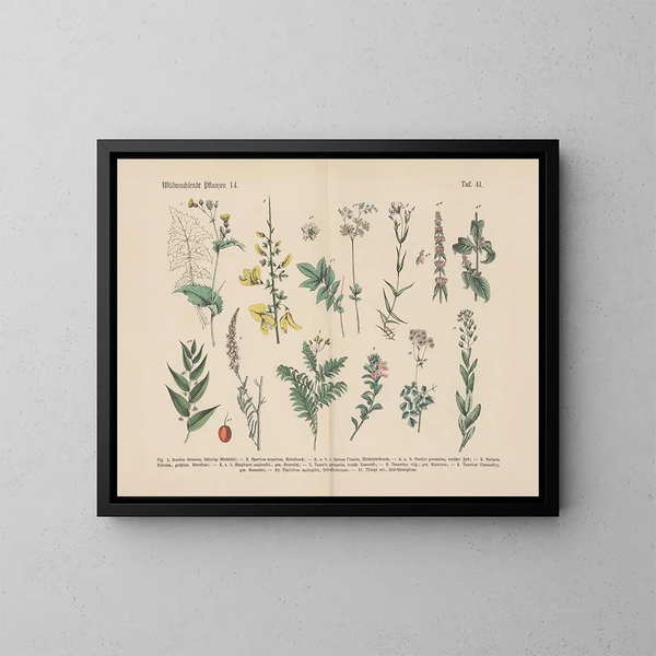 Manuel de botanique pratique en mots et en images Pl41 - Carl Hoffmann — framed artwork on a wall