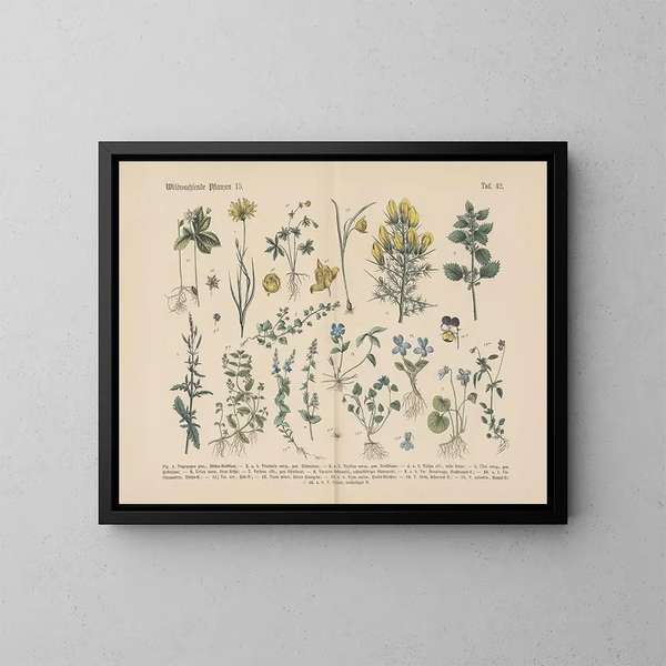 Manuel de botanique pratique en mots et en images Pl42 - Carl Hoffmann — framed artwork on a wall