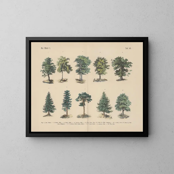 Manuel de botanique pratique en mots et en images Pl43 - Carl Hoffmann — framed artwork on a wall