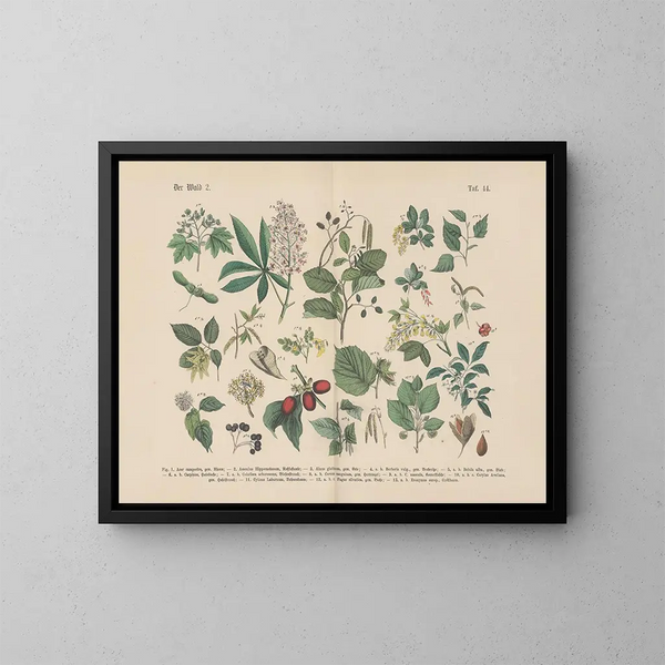 Manuel de botanique pratique en mots et en images Pl44 - Carl Hoffmann — framed artwork on a wall