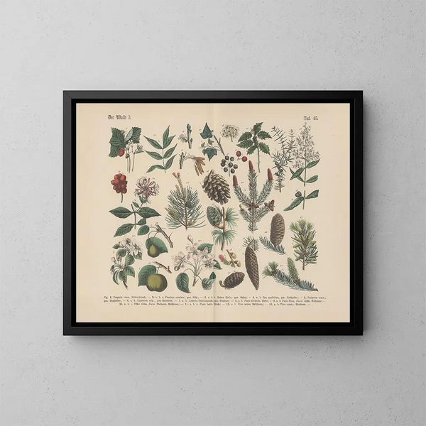 Manuel de botanique pratique en mots et en images Pl45 - Carl Hoffmann — framed artwork on a wall