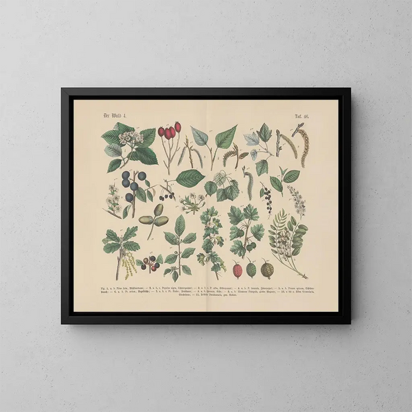 Manuel pratique de botanique en mots et en images Painting Pl46 - Carl Hoffmann — framed artwork on a wall