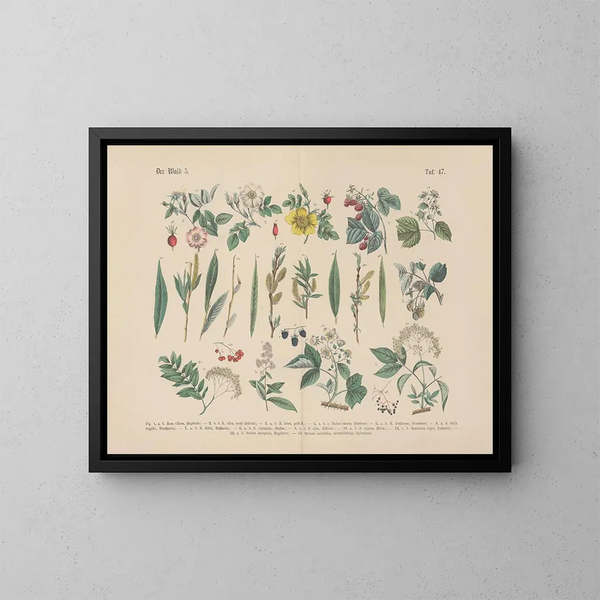 Manuel pratique de botanique en mots et en images Pl47 - Carl Hoffmann — framed artwork on a wall