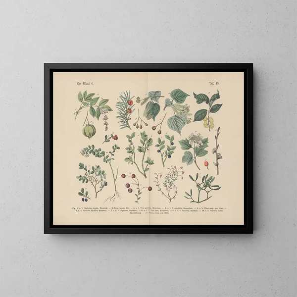 Manuel de botanique pratique en mots et en images Pl48 - Carl Hoffmann — framed artwork on a wall