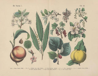 Carl Hoffmann - Lehrbuch der praktischen Pflanzenkunde in Wort und Bild Pl49.webp