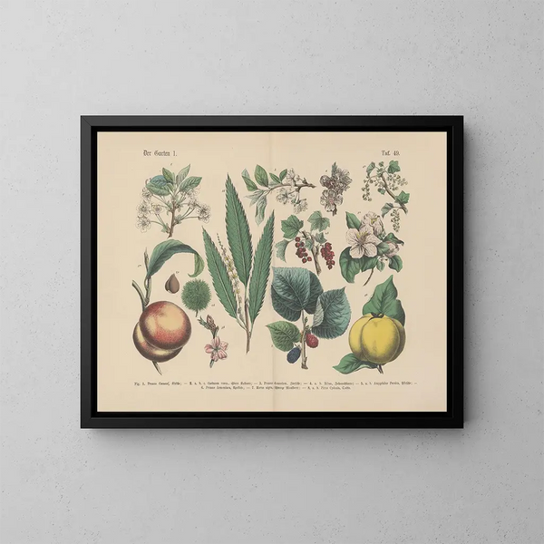 Manuel pratique de botanique en mots et en images Painting Pl49 - Carl Hoffmann — framed artwork on a wall