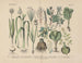 Manuel de botanique pratique en mots et en images Pl50 - Carl Hoffmann — weergave van het kunstwerk