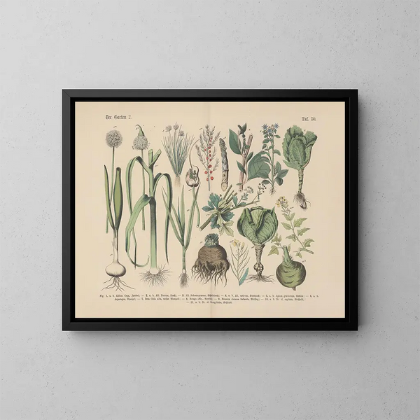 Manuel de botanique pratique en mots et en images Pl50 - Carl Hoffmann — framed artwork on a wall