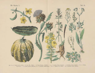 Carl Hoffmann - Lehrbuch der praktischen Pflanzenkunde in Wort und Bild Pl51.webp