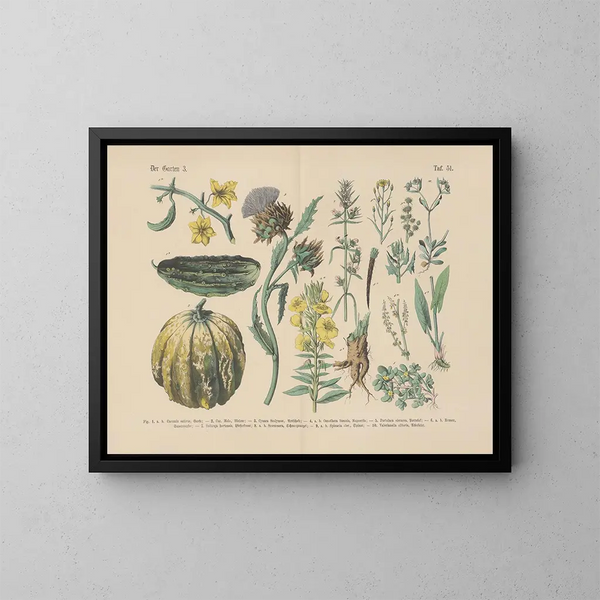 Manuel de botanique pratique en mots et en images Pl51 - Carl Hoffmann — framed artwork on a wall
