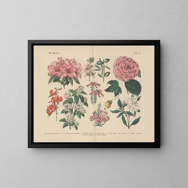 Manuel de botanique pratique en mots et en images Pl52 - Carl Hoffmann — framed artwork on a wall