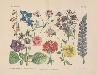 Carl Hoffmann - Lehrbuch der praktischen Pflanzenkunde in Wort und Bild Pl54.webp