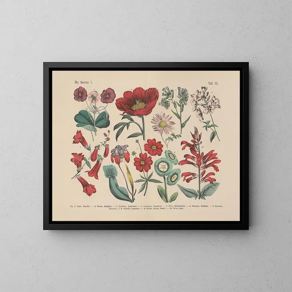 Manual pratique de botanique en mots et en images Pl55 - Carl Hoffmann — framed artwork on a wall